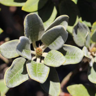 Astragale Bienfaits et conservation optimisés 2025