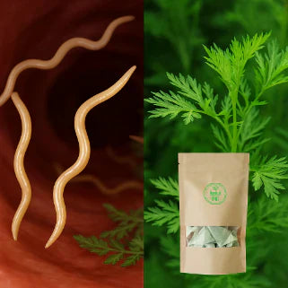 L'Armoise annuelle pour lutter contre les parasites