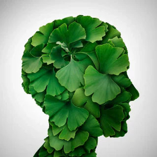 Bienfaits du Ginkgo biloba en capsules