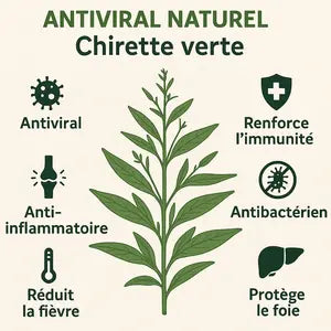 Bienfaits prouvés d’ANTIVIRAL NATUREL Chirette verte