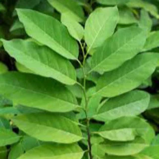 Corossol remède naturel pour vitalité et équilibre