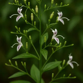 Renforcez votre immunité avec l'Andrographis paniculata