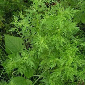 2+1  OFFERTE - Artemisia Annua L (Artémisinine / Armoise) 95% + 5% Ferrine - 100 x 500mg
