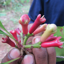 Charger l'image dans la galerie, L'image montre une main tenant des fleurs rouges et jaunes en forme de doigts, probablement des fleurs de muscade, avec des feuilles vertes.