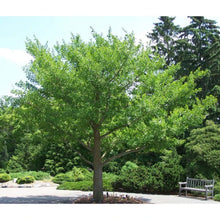 Charger l'image dans la galerie, Grand arbre Ginkgo Biloba dans un parc, entouré de verdure et de bancs.