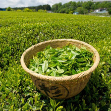 Charger l'image dans la galerie, L'image montre une corbeille remplie de Feuilles de Thé vert organique (Camellia sinensis) posée dans un champs de thé vert