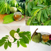 Charger l'image dans la galerie, L'image montre des feuilles et des fruits de séné avec des tasses de thé, illustrant la préparation d'infusions naturelles à base de cette plante.