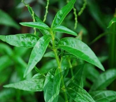 ANTIVIRAL Andrographis