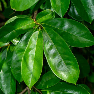 Annona Muricata 500mg - Vitalité et Bien-être Naturel