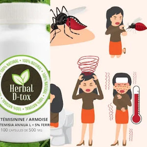 Régime à base d’Artemisia annua pour soulager le paludisme chronique