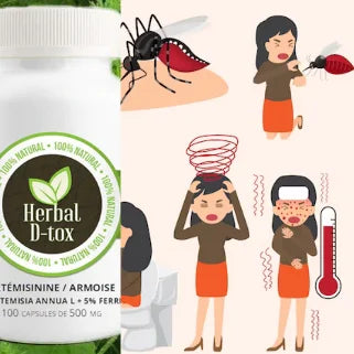 Régime à base d’Artemisia annua pour soulager le paludisme chronique