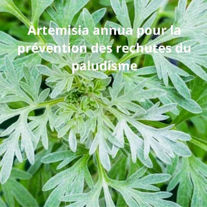 Artemisia annua pour la prévention des rechutes du paludisme