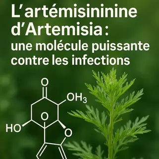 L'artémisinine d’Artemisia : une molécule puissante contre les infections