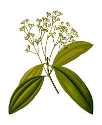 Pourquoi consommer de la cannelle?