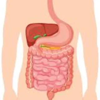 Capsules Clous de Girofle 500mg Digestion Efficace