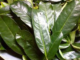 Les feuilles de corossol sont sans sucre et sans gluten.