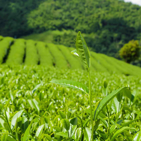 Les bienfaits du Thé vert organique: Camellia sinensis