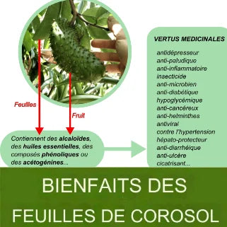 Les feuilles de Corossol et ses bienfaits pour la Santé