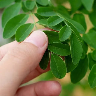 Le Moringa Oleifera 500 mg : adapté pour les végétariens et véganes ?