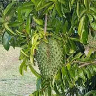 Pourquoi choisir les gélules de corossol Annona Muricata