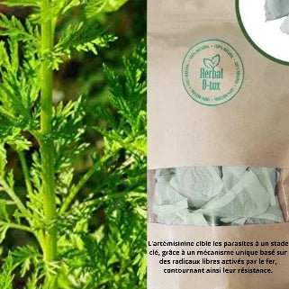 Artemisia annua : une plante aux puissantes propriétés anti-paludiques