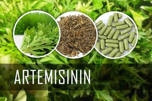 3 Boites - Artemisia Annua L (Artémisinine / Armoise) 95% + 5% Ferrine - 100 x 500mg
