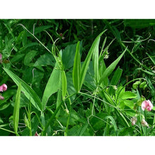 Charger l&#39;image dans la galerie, L&#39;image montre une plante avec des feuilles vertes et des vrilles, caractéristiques des plantes grimpantes de la famille des légumineuses. Les feuilles sont composées de plusieurs folioles, et il y a des fleurs roses visibles, indiquant qu&#39;il pourrait s&#39;agir d&#39;une plante de pois ou d&#39;une plante similaire. Les vrilles sont utilisées par la plante pour s&#39;accrocher et grimper sur d&#39;autres structures. Cette plante est souvent cultivée pour ses gousses comestibles ou pour ses propriétés ornementales.