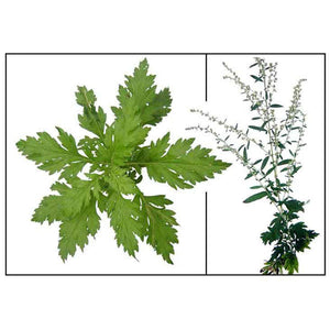 3 Boites - Artemisia Annua L (Artémisinine / Armoise) 100% - 100 x 500mg