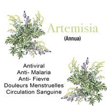 Charger l&#39;image dans la galerie, 3 Paquets - Artemisia Annua L (Artémisinine / Armoise)  - 180 sachets de thé prêt à être utilisé