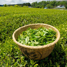 Charger l&#39;image dans la galerie, Feuilles de Thé vert organique (Camellia sinensis) dans une corbeille