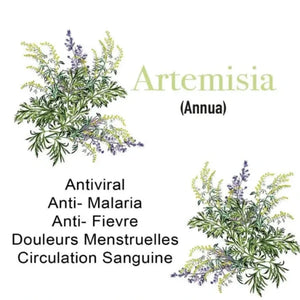 Armoise Artemisia Annua 100% propriétés anti-cancer antioxydants cytotoxiques