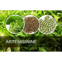Charger l&#39;image dans la galerie, Armoise feuilles poudre gélules 500mg Artemisia Annua 100% nature