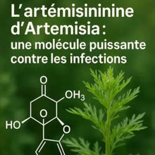 Charger l&#39;image dans la galerie, Feuille d&#39;armoise avec sa structure moléculaire en premier plan, avec le texte :  artemisinine artemisia molécule puissante contre les infection
