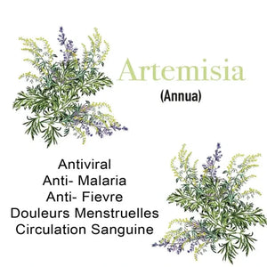 L'image présente l'Artemisia annua, également connue sous le nom d'armoise annuelle, avec ses propriétés médicinales. Elle est illustrée avec des fleurs jaunes et des feuilles vertes. Les bienfaits listés incluent des effets antiviraux, anti-malaria, anti-fièvre, le soulagement des douleurs menstruelles, et l'amélioration de la circulation sanguine.