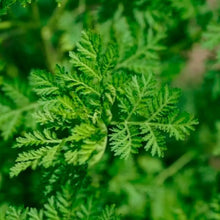 Charger l&#39;image dans la galerie, Photo d&#39;Artemisia annua, plante herbacée verte à petites feuilles et fleurs jaunes, connue pour ses propriétés médicinales contre le paludisme et le cancer.