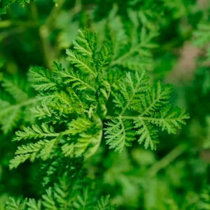 Photo d'Artemisia annua, plante herbacée verte à petites feuilles et fleurs jaunes, connue pour ses propriétés médicinales contre le paludisme et le cancer.