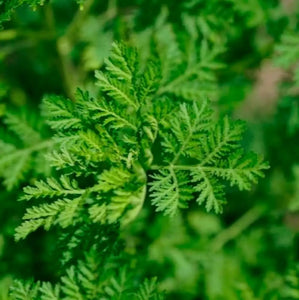 plants d'armoise annuelle (Artemisia annua), plante source de cette molécule anti-paludique.