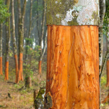 Charger l&#39;image dans la galerie, L&#39;image montre un tronc d&#39;arbre avec une écorce orange vif, un cannelier, dans une forêt avec d&#39;autres arbres similaires en arrière-plan.