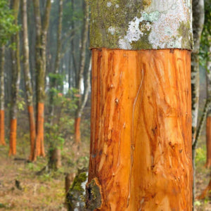 L'image montre un tronc d'arbre avec une écorce orange vif, un cannelier, dans une forêt avec d'autres arbres similaires en arrière-plan.