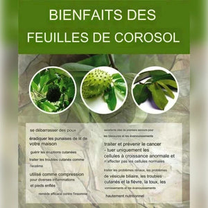 L'image décrit les bienfaits des feuilles de corossol, incluant le traitement des poux, des punaises de lit, des éruptions cutanées, et des inflammations. Elles sont également utilisées pour l'insomnie et les problèmes de santé comme le cancer et les troubles rénaux.