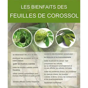 Liste des bienfaits des feuilles de corossol : éliminer les poux, guérir les éruptions cutanées, premiers secours, propriétés nutritionnelles