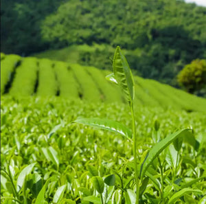 L'image montre un Champs de Thé vert organique (Camellia sinensis), avec la foret au fond.