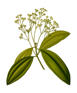 Cannelle (Cinnamomum verum)  - Boite de 100 capsules de 500mg